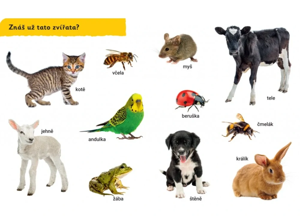 Už to znáš? První slova