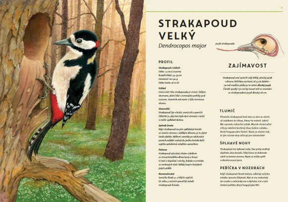 Lesní zvířata v životní velikosti