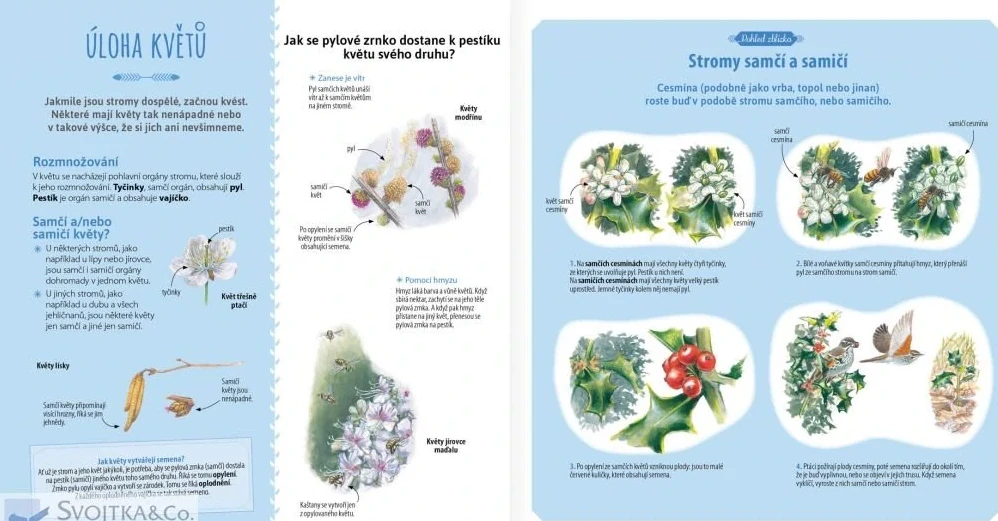 Stromy a jiné dřeviny 
