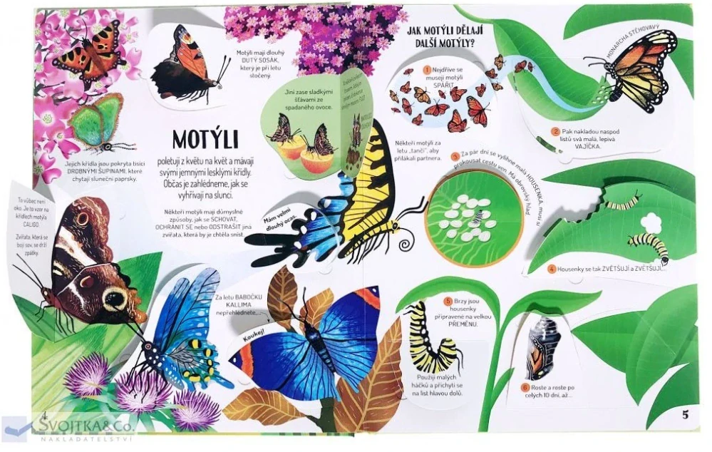 Kuk pod okénko - Brouci a motýli 