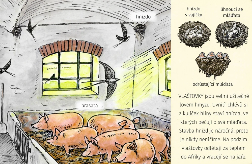Čím jsou užitečná - Zvířátka na vsi
