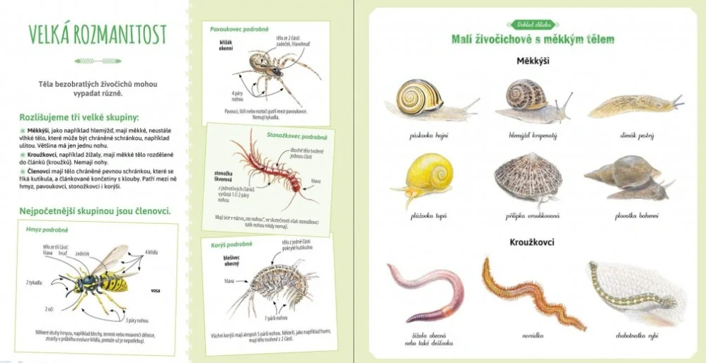 Hmyz a jiní bezobratlí