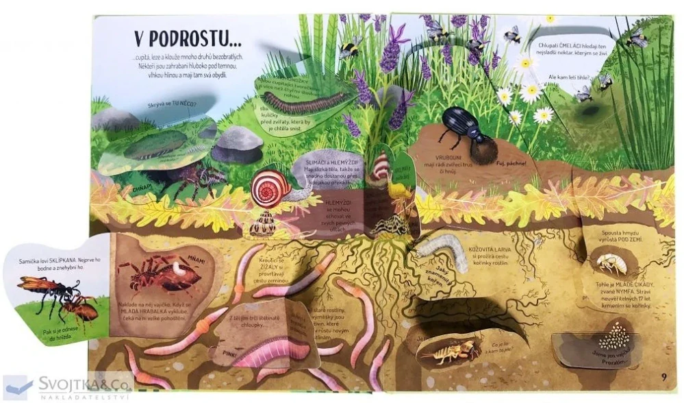 Kuk pod okénko - Brouci a motýli 