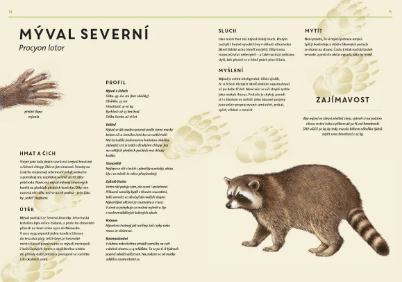 Lesní zvířata v životní velikosti