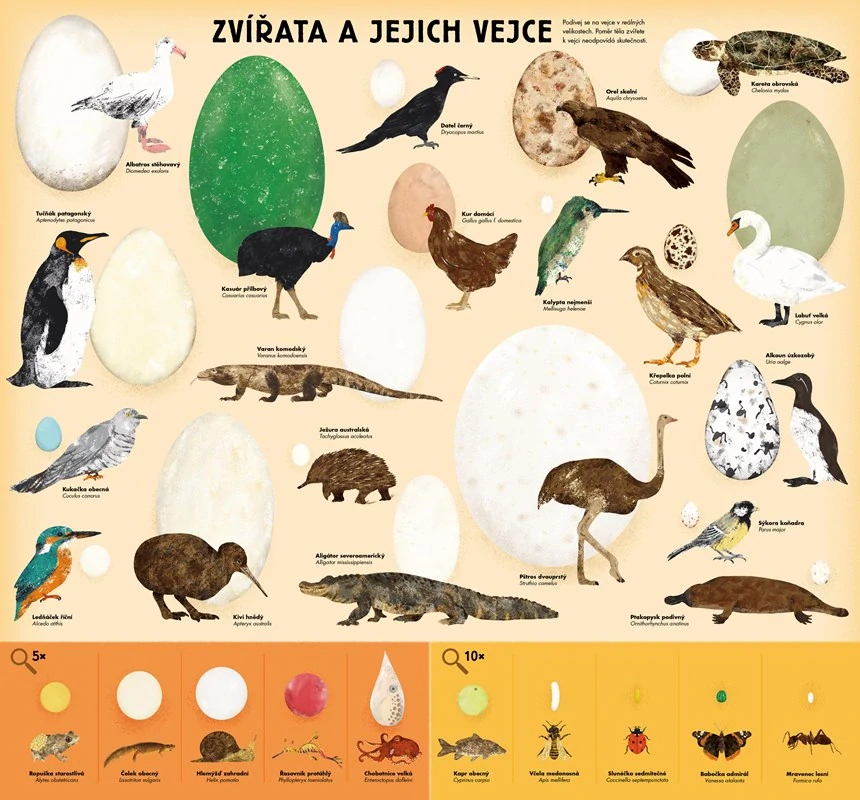 Všechno o vejci